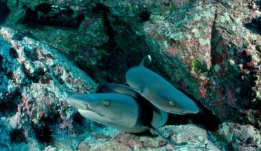 Marine Biologist Mauled by Shark With ‘Enormous Bite Force’