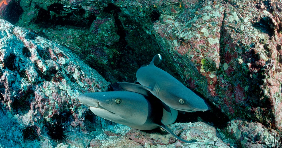 Marine Biologist Mauled by Shark With ‘Enormous Bite Force’