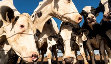 Ottawa weighs greater retail access for U.S. dairy industry