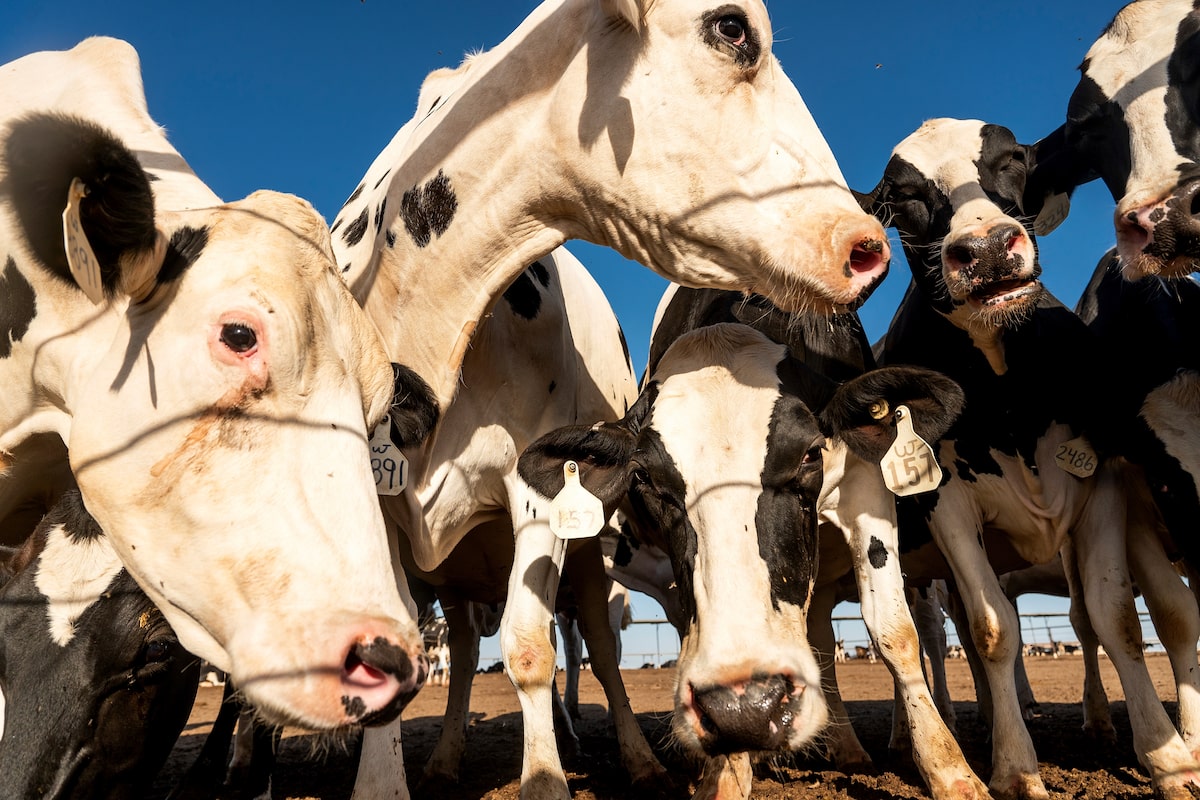 Ottawa weighs greater retail access for U.S. dairy industry