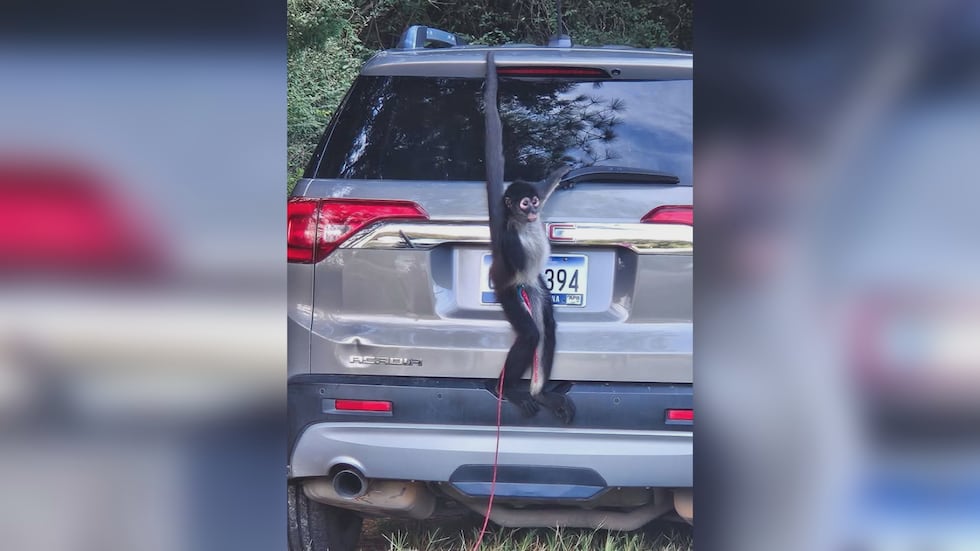 Eva the spider monkey was on the run Saturday morning in Eutawville.