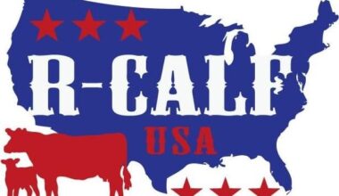 Has the Beef Market Failed?