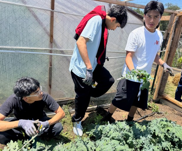 Nature Quest participants spent their monthly visit to Surprise Farm Retreat Center gardening and engaging in other nature-based activities such as hiking and camping. (Courtesy Surprise Farm Retreat Center)