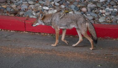 Coyote killings in Dallas suburb spark backlash