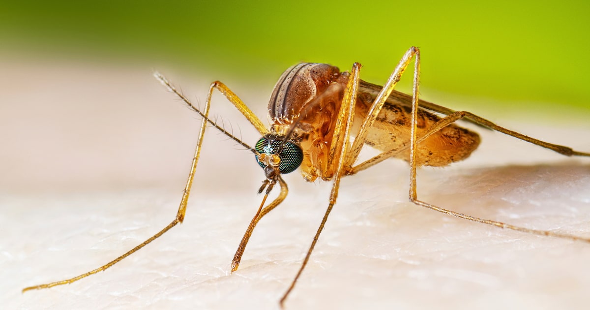 Dallas County reports its first West Nile Virus death of the season