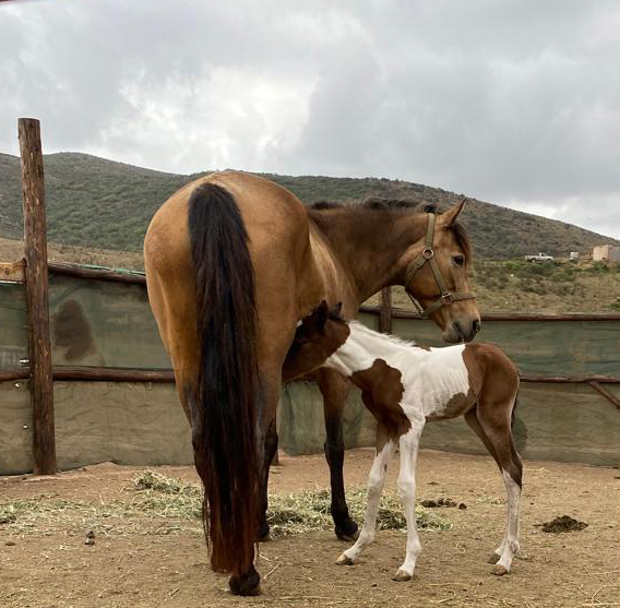 A horse with his mother. (Bernardo Salado Alba)