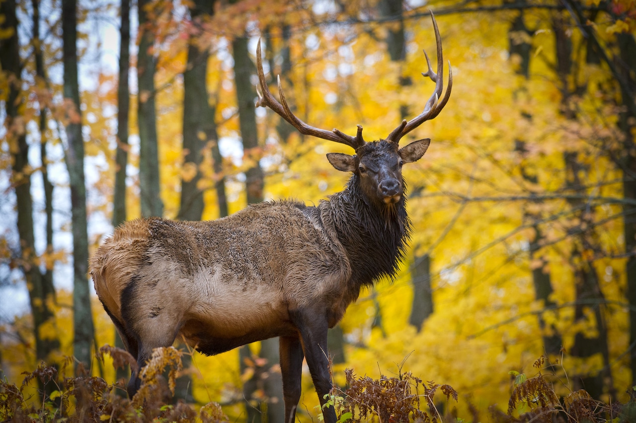 Michigan elk