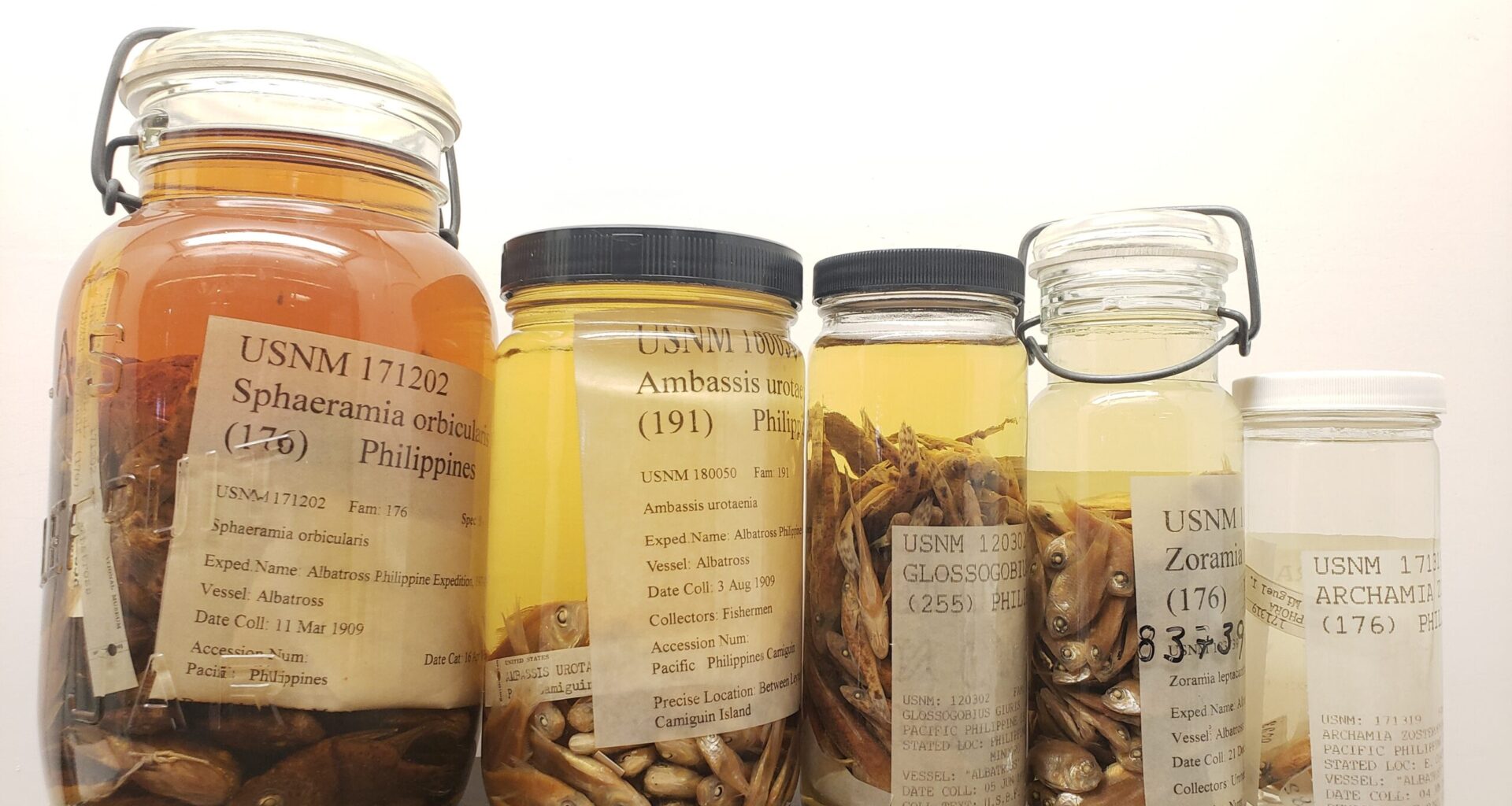 Glass specimen jars full of fish from the Philippines preserved in solution