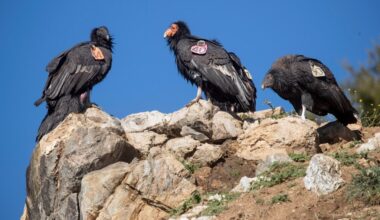 California Condors are making a comeback in East Bay