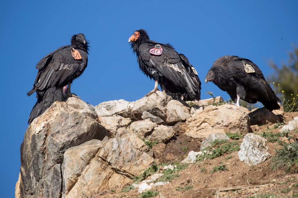 California Condors are making a comeback in East Bay