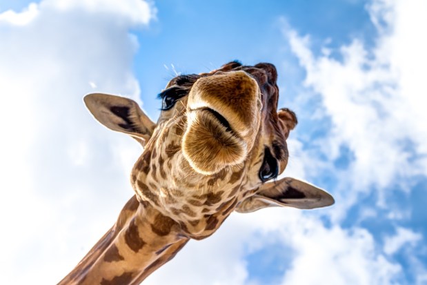 (Adobe Stock)