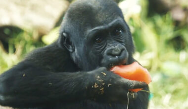 Gorilla at San Diego Zoo breaks layer of tempered glass panel barrier – NBC 7 San Diego