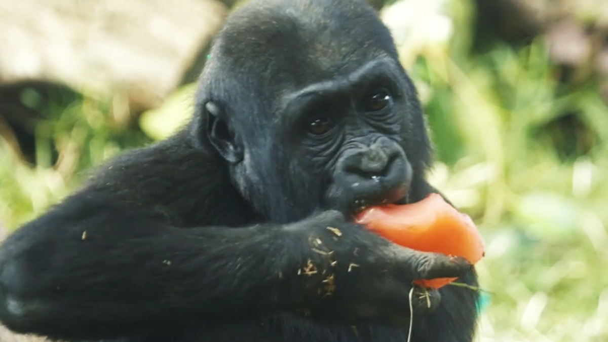 Gorilla at San Diego Zoo breaks layer of tempered glass panel barrier – NBC 7 San Diego