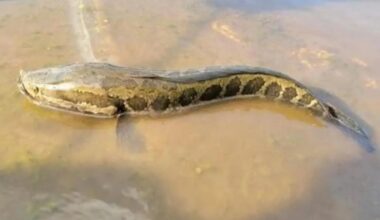 Scientists Sound the Alarm: Land-Surviving 'Walking Fish' Sparks Growing Concern Across the US and EU