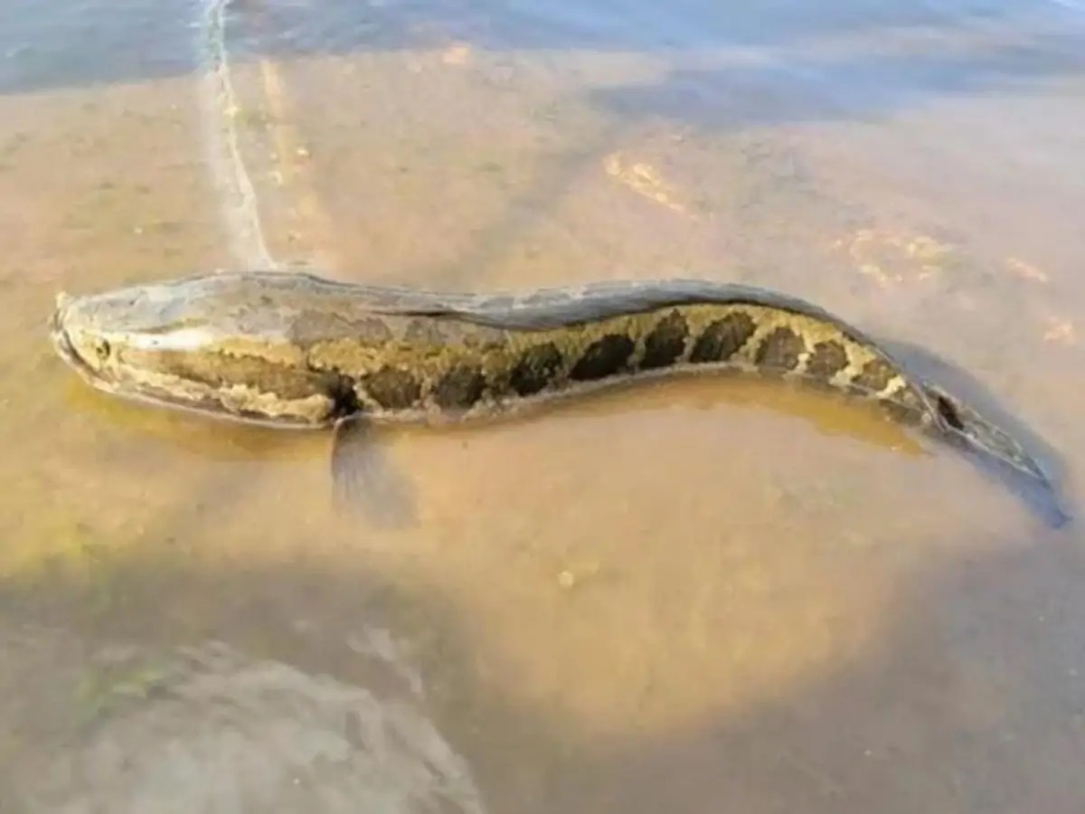 Scientists Sound the Alarm: Land-Surviving 'Walking Fish' Sparks Growing Concern Across the US and EU