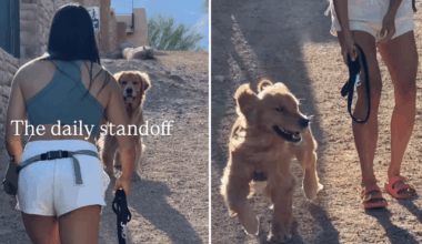 Golden Retriever & Owner’s Standoff Is So, So Cute