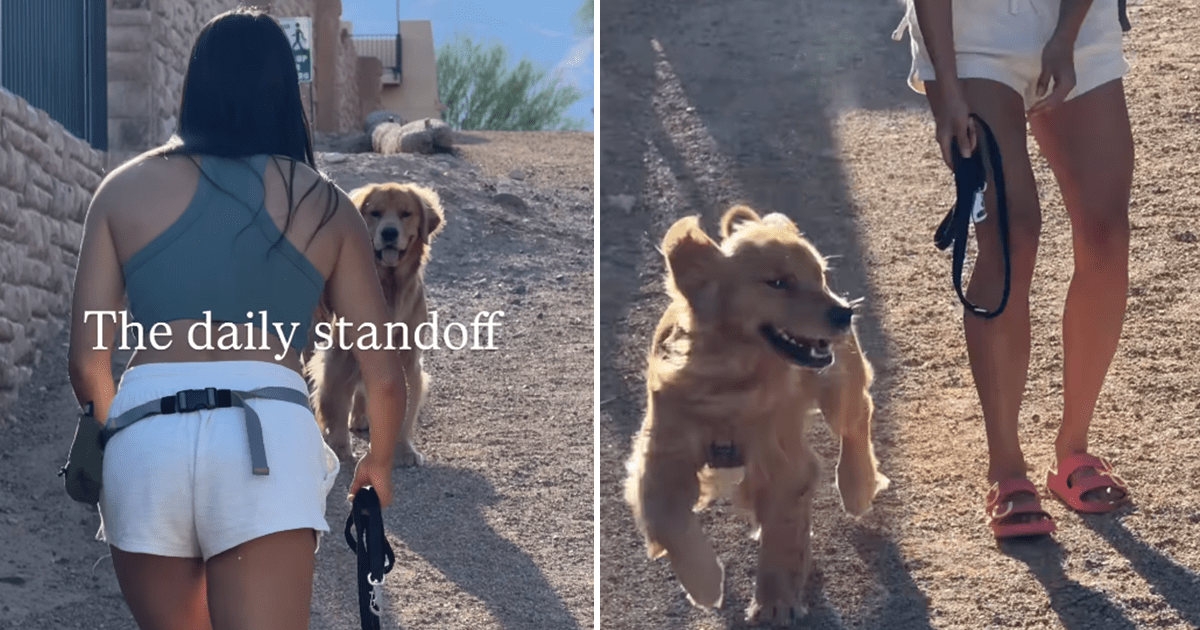 Golden Retriever & Owner’s Standoff Is So, So Cute