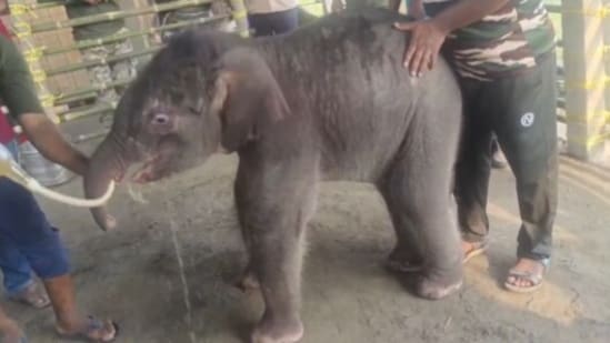 A baby elephant separated by floods found safety under expert care after its mother refused to accept it back.(X/@ParveenKaswan)