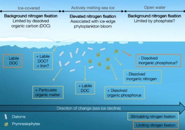 Sea Ice Decline Life