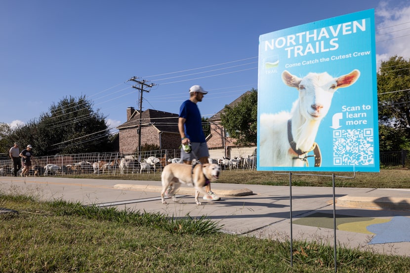 Goats kept behind an electric fence graze along Northaven Trail near Norcross Lane on...
