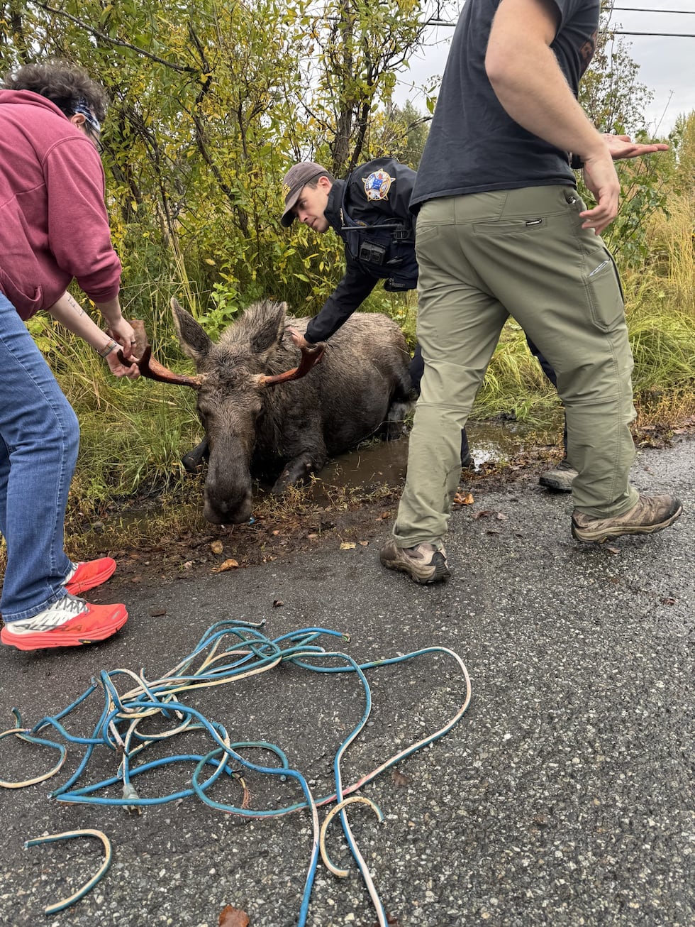 Fish and Game biologists remove electrical cords from the antlers of a sedated moose