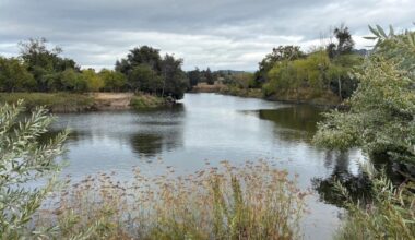 Rare sighting of harbor porpoise recorded in Napa River, experts urge distance – The Mercury News
