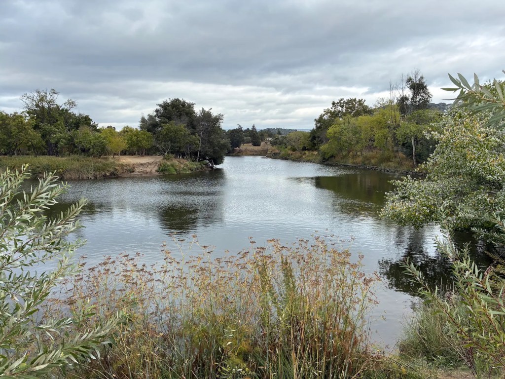 Rare sighting of harbor porpoise recorded in Napa River, experts urge distance – The Mercury News