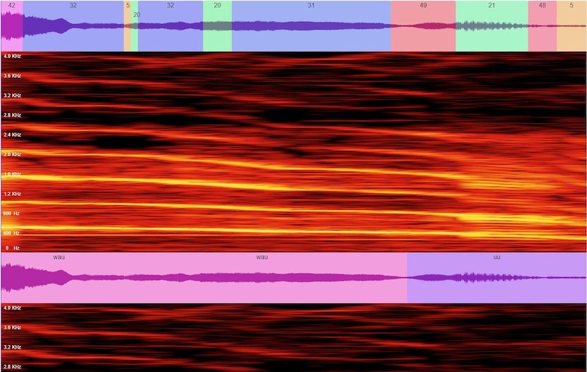 Zhu uses AI to decipher dog sounds into phonemes and potential words.