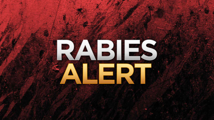 Fox tests positive for rabies, Bexar County health officials say