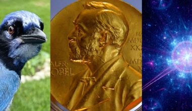 A Bizarre Bird, The End of The Universe, And More! : ScienceAlert