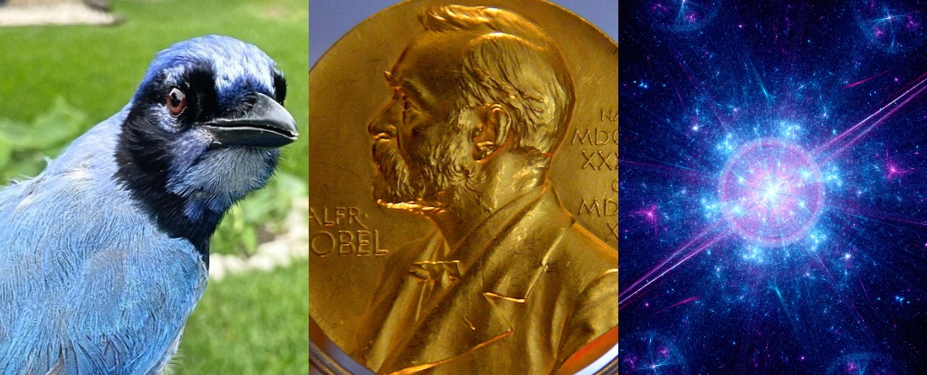 A Bizarre Bird, The End of The Universe, And More! : ScienceAlert