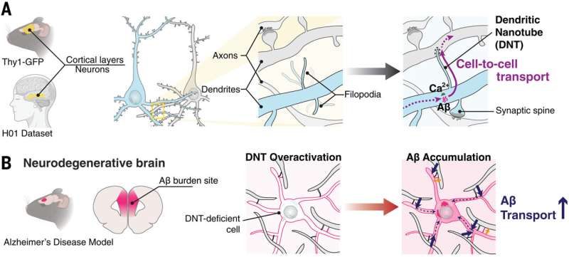 Diagram of the tiny tubular bridges between neurons