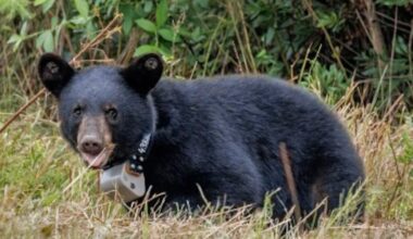 Twelve rehabilitated North Carolina bear cubs returned to the wild, some in ENC