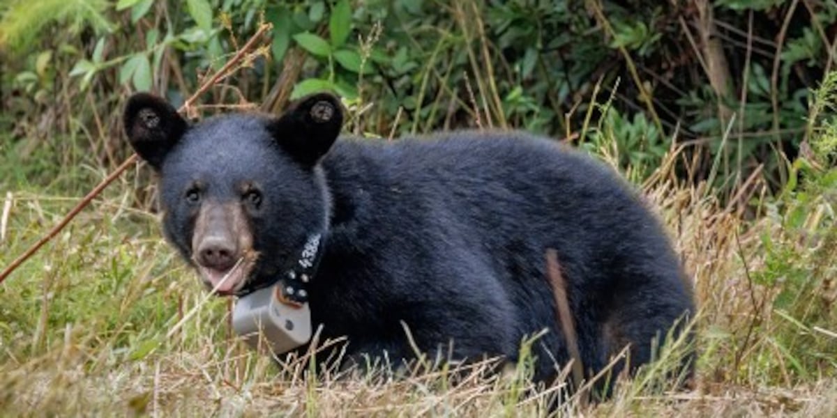 Twelve rehabilitated North Carolina bear cubs returned to the wild, some in ENC