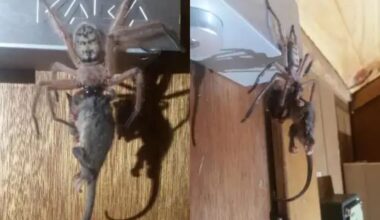 Gigantic Spider Spotted Devouring Possum In Ski Lodge