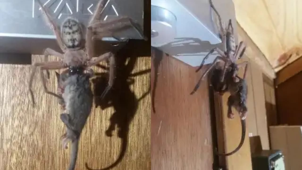 Gigantic Spider Spotted Devouring Possum In Ski Lodge