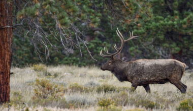 Multiple elk poached, abandoned in Las Animas County; reward offered for information