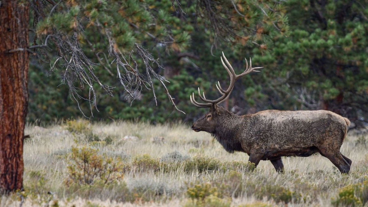 Multiple elk poached, abandoned in Las Animas County; reward offered for information