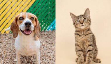 Fur Friday: From soulful to spunky, Fifi and Sage await their forever homes