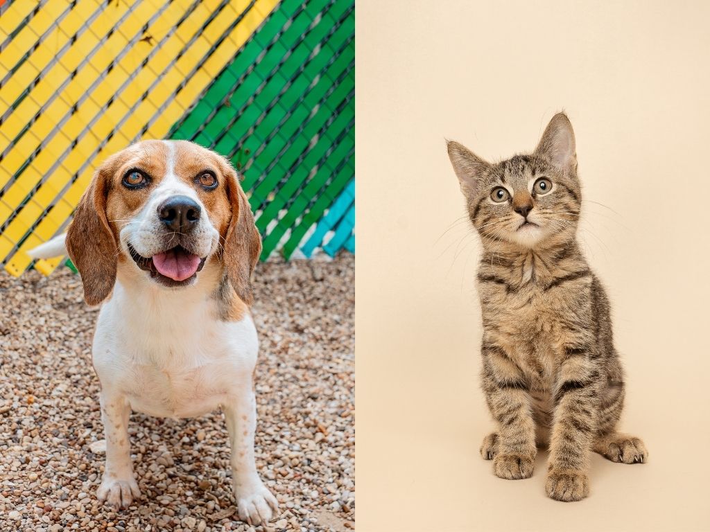 Fur Friday: From soulful to spunky, Fifi and Sage await their forever homes