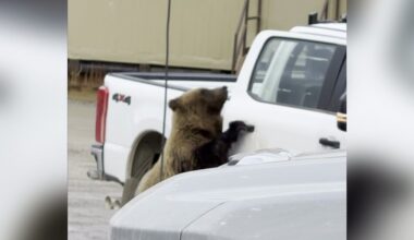 Bears caught on cam opening truck doors on North Slope