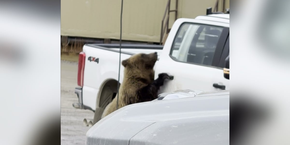 Bears caught on cam opening truck doors on North Slope