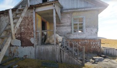 Photographer Brings Drone on Cruise Ship, Finds Polar Bears Living in Abandoned Building