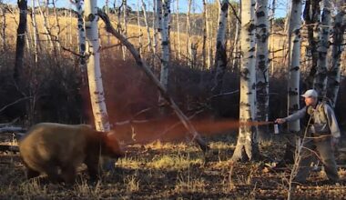 Yellowstone ecosystem grizzlies dying at record pace in 2025