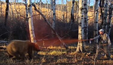 Yellowstone ecosystem grizzlies dying at record pace in 2025