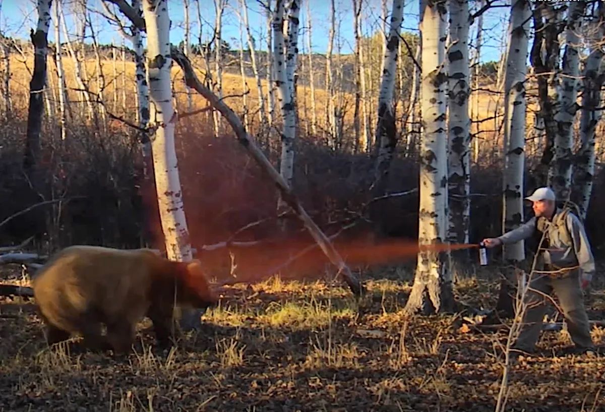 Yellowstone ecosystem grizzlies dying at record pace in 2025