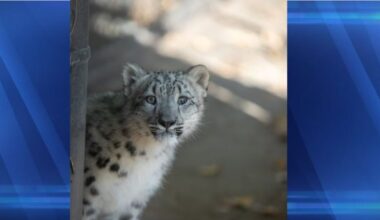 Name announced for snow leopard cub at Sioux Falls Zoo & Aquarium