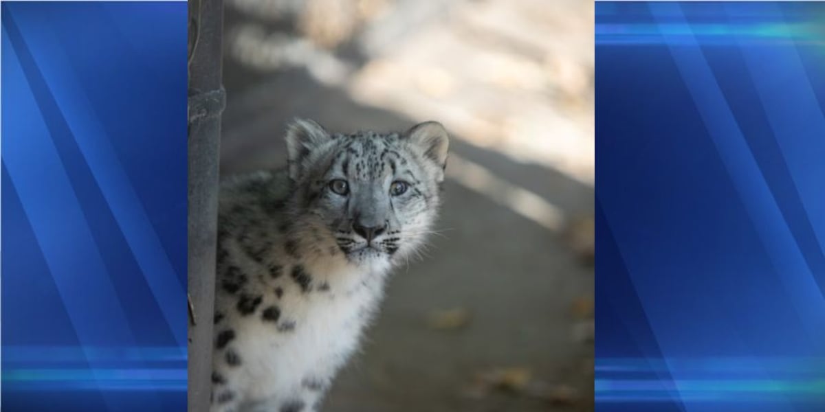 Name announced for snow leopard cub at Sioux Falls Zoo & Aquarium