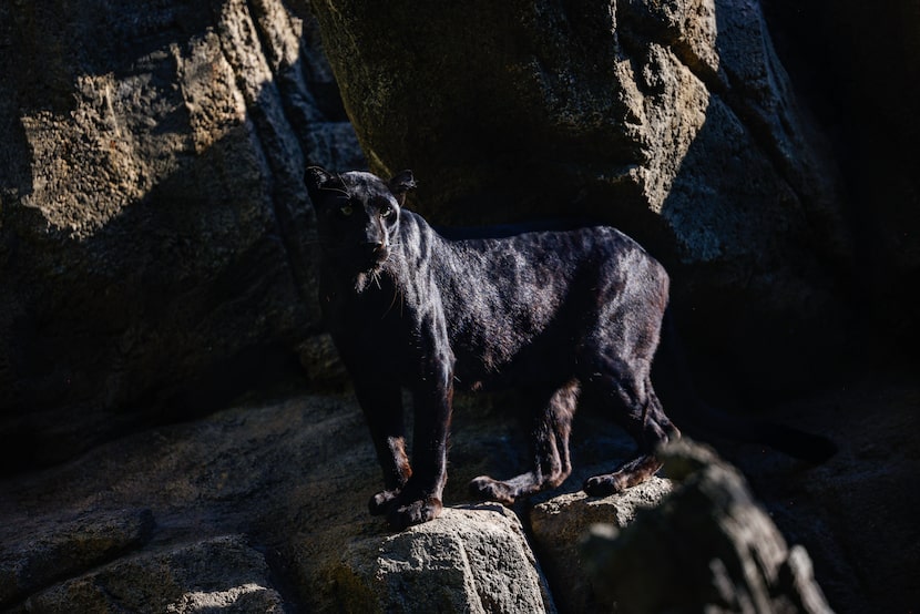 African leopard Carolina stands on rocks at the Fort Worth Zoo on Thursday, Oct. 9, 2025, in...