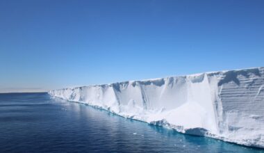Scientists Went Looking for Shackleton’s Endurance. They found a Hidden Fish City in Perfect Formation Instead
